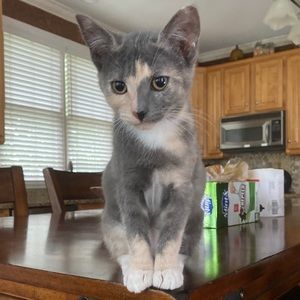 Meet your Posher, Rachel